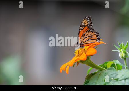 Eine selektive Fokusaufnahme eines Monarchschmetterlings, der auf einer Blume thront Stockfoto
