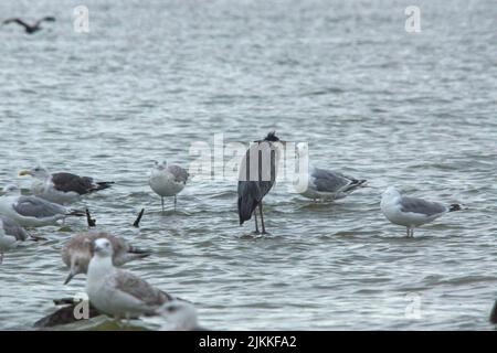 Eine wunderschöne Aufnahme eines Graureihern und einer kleinen Schar von Möwen, die tagsüber im flachen Wasser stehen Stockfoto