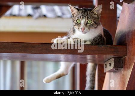 Eine wunderschöne Aufnahme einer braunen und weißen Kurzhaarkatze mit grünen Augen, die bei Tageslicht auf einem braunen Holzregal mit verschwommenem Hintergrund liegt Stockfoto