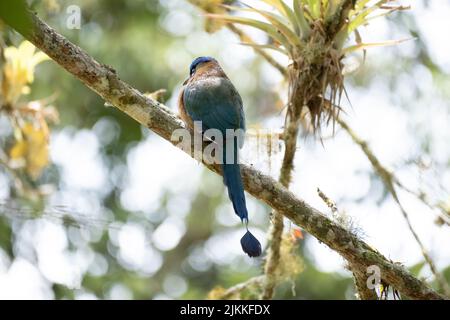 Eine schöne Rückaufnahme des Motmot-Vogels einer Lektion, der auf einem Baumzweig im Wald in hellem Sonnenlicht mit verschwommenem Hintergrund steht Stockfoto