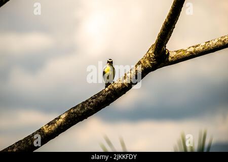 Eine wunderschöne Aufnahme eines graubedeckten Fliegenfängers, der an einem sonnigen Tag auf einem Baumzweig mit unscharfem Hintergrund steht Stockfoto