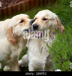 Eine Nahaufnahme von zwei goldenen Retriever-Hunden spielt im Garten durch einen Lavendelbusch mit verschwommenem Hintergrund Stockfoto