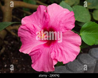 Nahaufnahme eines rosa Hibiskus Stockfoto