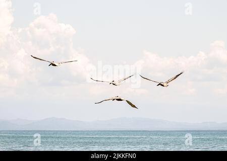 Eine Schar von Sandhill Cranes (Grus canadensis) im Flug über dem Meer gegen blauen Himmel mit Wolken Stockfoto