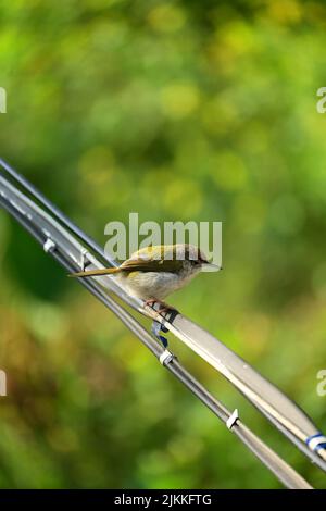 Eine vertikale Aufnahme eines Schnabelschwanzes auf einem Kabel mit verschwommenem Hintergrund Stockfoto