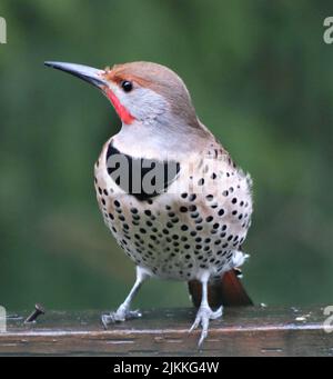 Nahaufnahme eines nördlichen Flickers mit verschwommenem Hintergrund Stockfoto