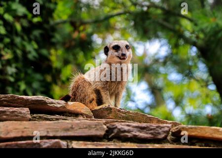 Eine niedliche, flache Aufnahme eines kleinen Erdmännchen, der auf Stein sitzt und im Hintergrund Bäume hat Stockfoto