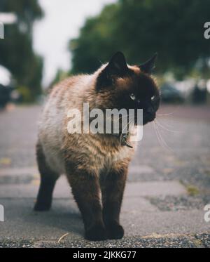 Eine Nahaufnahme einer hübschen weißen und schwarzen Katze auf der Straße mit einem verschwommenen Hintergrund aus Bäumen und Himmel Stockfoto