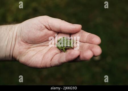 Eine Nahaufnahme einer Person, die einen winzigen grünen Frosch in der Hand hält Stockfoto