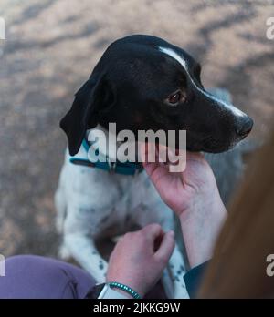 Eine vertikale, selektive Fokusaufnahme einer Frau, die mit einem englischen Zeigerhund spielt Stockfoto