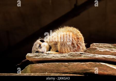 Eine niedliche, flache Aufnahme eines kleinen Erdmännchen, der auf einem Felsen im Zoo schläft Stockfoto