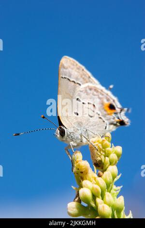 Eine Nahaufnahme eines schönen, exotisch gemusterten grauen Schmetterlings auf einer blühenden Pflanze Stockfoto