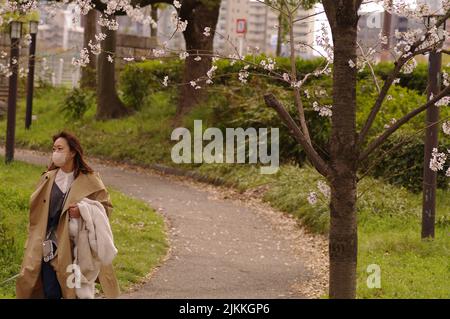 Eine schöne Kirsche blüht in der Frühjahrssaison im Park, natürlicher floraler Hintergrund. Stockfoto