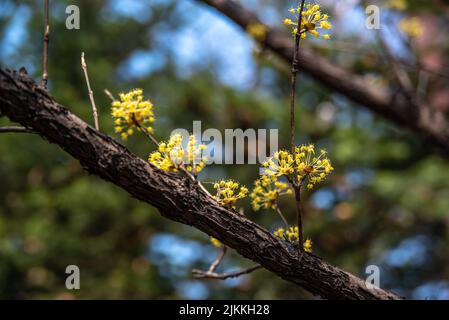 Eine selektive Fokusaufnahme der Cornelian Cherry (Cornus Mas) Blumen auf einem Ast Stockfoto