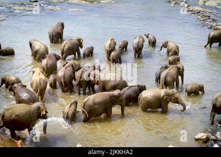 Eine wunderschöne Aufnahme großer asiatischer Elefanten, die sich entspannen, baden und den tropischen Fluss überqueren Stockfoto