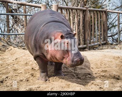 Eine Nahaufnahme eines Hippopotamus im Zoo von Kansas City. Stockfoto