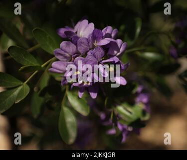 Eine Nahaufnahme blühender Mountain Laurel Blumen im Frühling in Texas Stockfoto