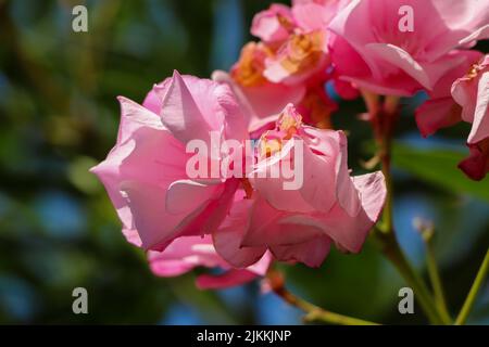 Eine Nahaufnahme einer schönen rosa Oleander Blume im Garten. Stockfoto