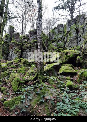 Eine vertikale Aufnahme von moosigen Felsen und Bäumen auf dem Berg Steinwand in Hessen Stockfoto