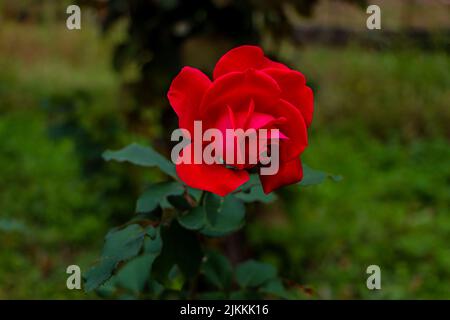 Eine Nahaufnahme der roten Mr. Lincoln Blume im Garten. Stockfoto