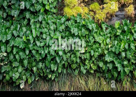 Eine schöne Aufnahme von grünen Philodendron- und Torfmoospflanzen an der Wand Stockfoto