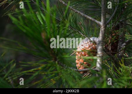 Eine Nahaufnahme eines Pinienkegels, der an einem Kiefernbaum hängt Stockfoto