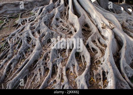 Nahaufnahme der Wurzeln eines großen Baumes im Wald Stockfoto