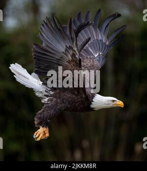 Eine wunderschöne Aufnahme eines fliegenden Weißkopfadlers, der Flügel ausbreitet und im Hintergrund unscharfe Bäume hat Stockfoto