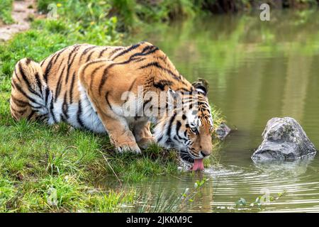 Eine schöne Aufnahme eines sibirischen Tigers, der auf Gras liegt und Wasser aus einem See trinkt Stockfoto