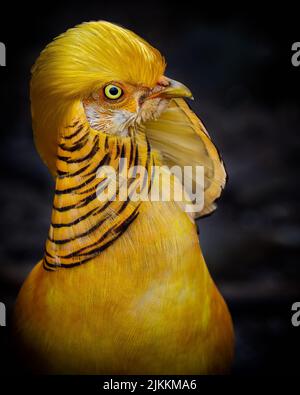 Eine Nahaufnahme eines goldenen Fesselvogels auf einem unscharfen dunklen Hintergrund Stockfoto