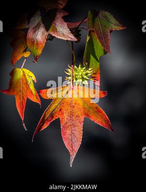 Nahaufnahme von trockenen Herbstblättern mit dunklem, unscharfem Hintergrund Stockfoto