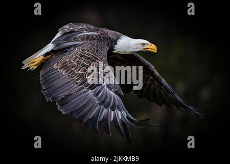 Eine schöne Aufnahme eines fliegenden Weißkopfadlers mit verschwommenen Bäumen im Hintergrund Stockfoto