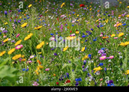 Verschiedene Arten von Blumen im grünen Feld mit verschiedenen Farben. Stockfoto