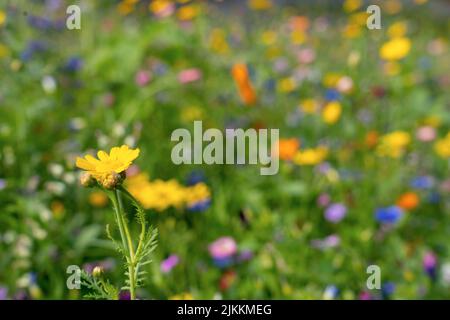 Verschiedene Arten von Blumen im grünen Feld mit verschiedenen Farben. Stockfoto