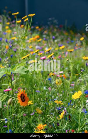 Verschiedene Arten von Blumen im grünen Feld mit verschiedenen Farben. Stockfoto