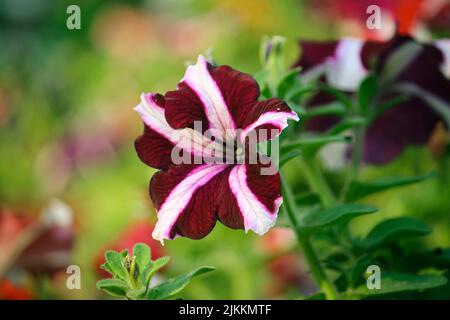 Eine selektive Fokusaufnahme einer Petunienblume, die an einem sonnigen Tag mit unscharfem Hintergrund im Garten blüht Stockfoto