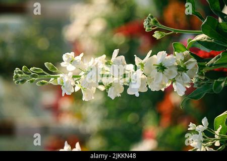 Eine Nahaufnahme von weißen Blüten und Knospen, die an einem sonnigen Tag mit verschwommenem Hintergrund im Garten blühen Stockfoto