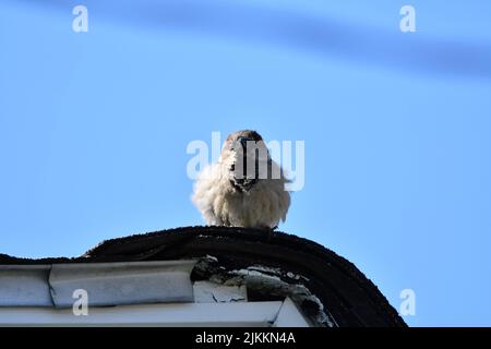 Eine Aufnahme eines Haussperbels auf einem Dach gegen den blauen Himmel Stockfoto