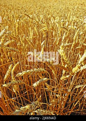 Weizen bereit für die Ernte auf einem Feld Stockfoto