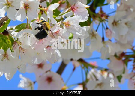 Eine Nahaufnahme einer Hummel aus dem Osten, die im Frühjahr Kirschblüten bestäubt Stockfoto