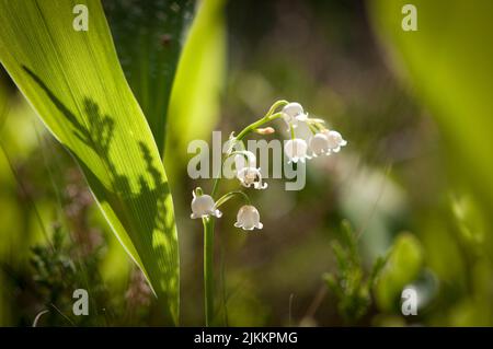 Eine Nahaufnahme einer weißen Blume namens Lilien des Tales, die im Frühling im Garten gewachsen ist Stockfoto