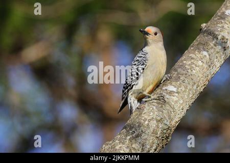 Eine Nahaufnahme eines roten Bauchspechts, der auf einem Baumzweig auf einem verschwommenen Hintergrund thront Stockfoto