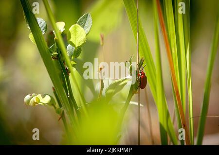 Eine Nahaufnahme eines scharlachroten Lilienkäfers auf einer Pflanze im Garten Stockfoto