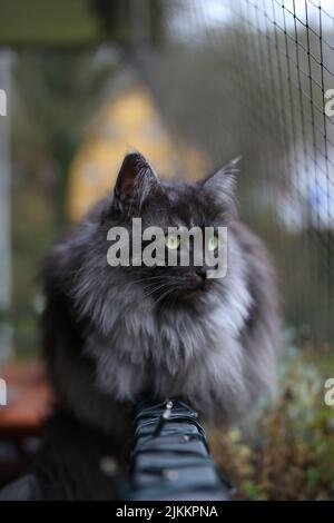 Eine graue, mürrische Katze starrt auf die Kamera mit grünen Augen auf einem verschwommenen Hintergrund Stockfoto