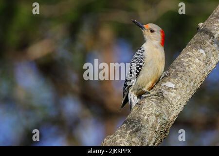 Eine Nahaufnahme eines roten Bauchspechts, der auf einem Baumzweig auf einem verschwommenen Hintergrund thront Stockfoto