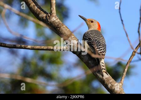 Eine Nahaufnahme eines roten Bauchspechts, der auf einem Baumzweig auf einem verschwommenen Hintergrund thront Stockfoto