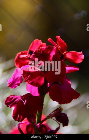 Eine Nahaufnahme einer rosa Wandblume, die im Frühjahr im Garten gewachsen ist Stockfoto