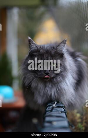 Eine graue, mürrische Katze starrt auf die Kamera mit grünen Augen auf einem verschwommenen Hintergrund Stockfoto