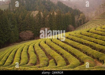 Ein faszinierender Blick auf die wunderschöne Boseong Green Tea Farm in Südkorea Stockfoto