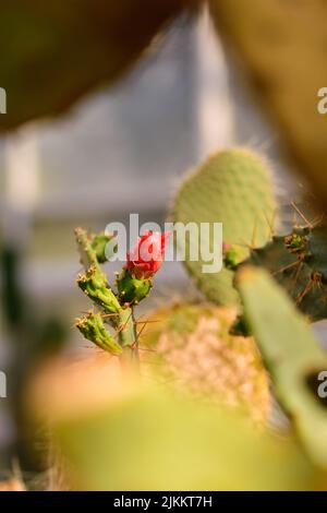 Eine Nahaufnahme eines Kaktus in einem Park Stockfoto